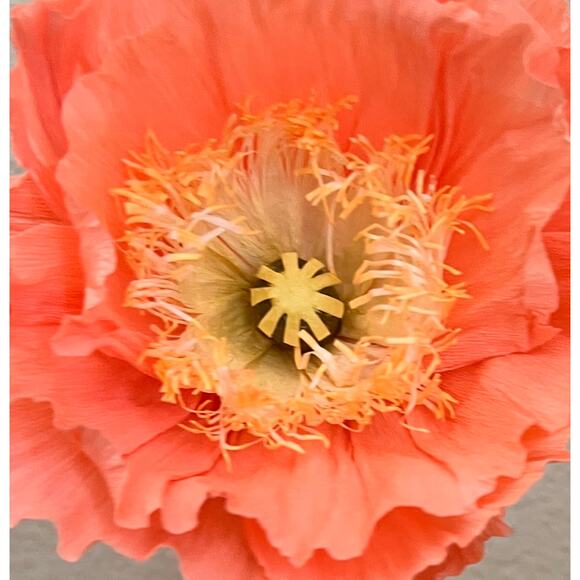 Handmade Crepe paper Iceland Poppies- Coral Charm 90 Gram - Picture 4 of 4